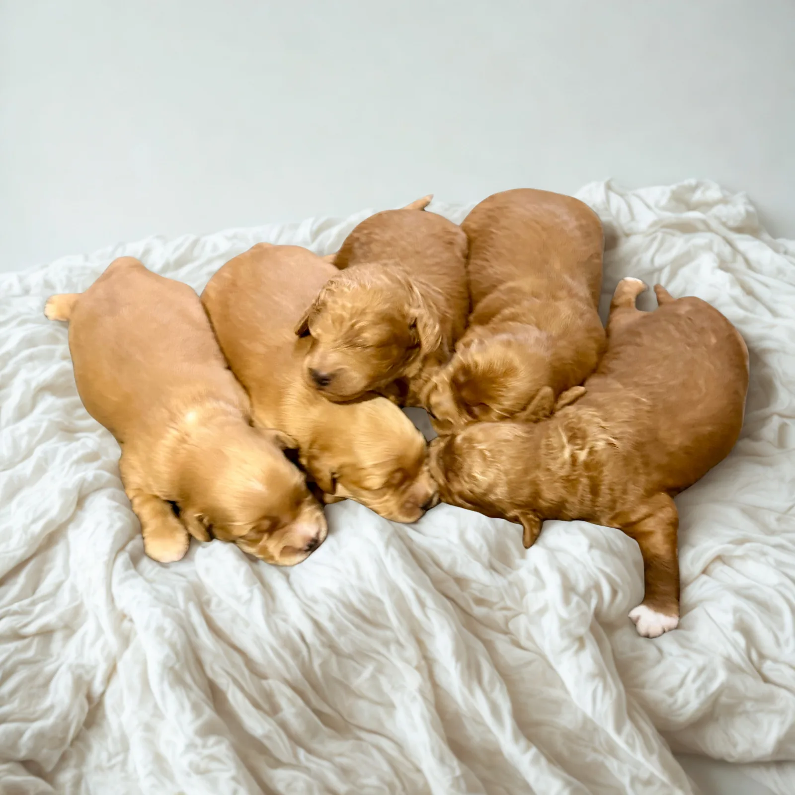Goldendoodle litter