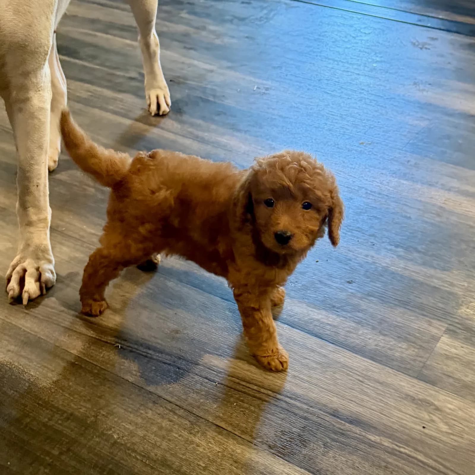Dark red goldendoodle male