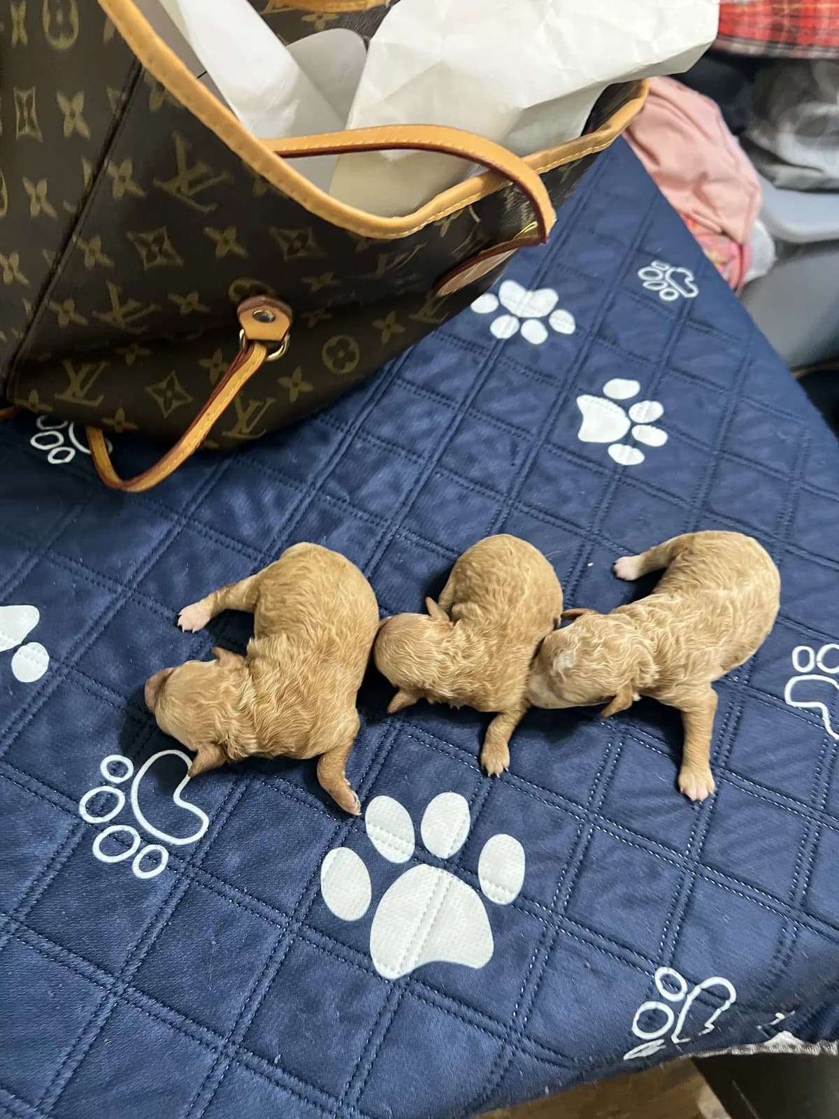 Poodle puppies